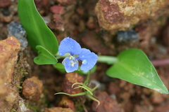 Commelina diffusa